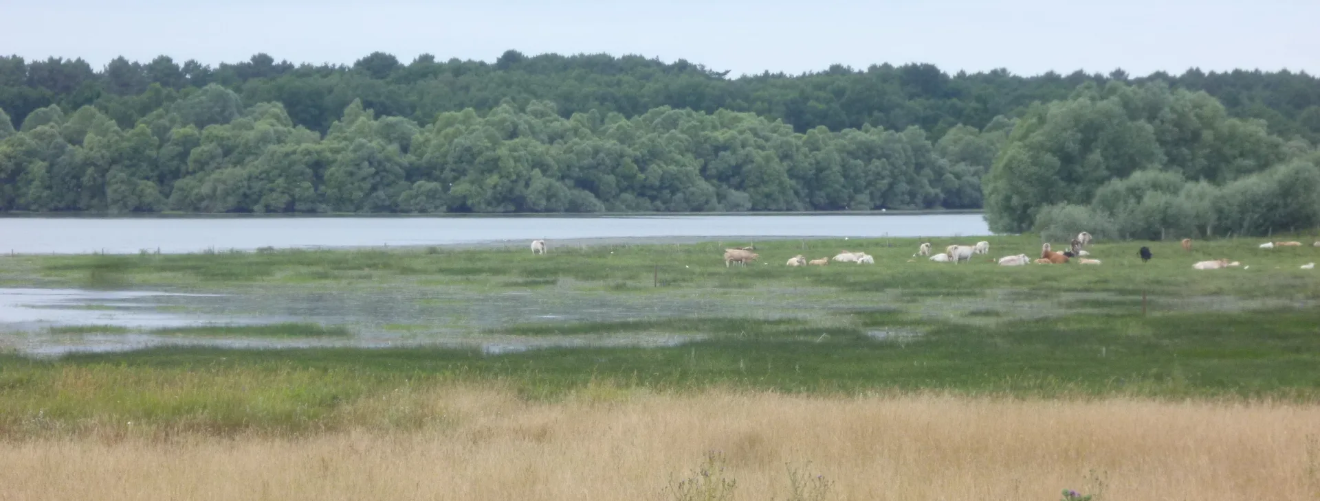 Etang Bruneau à Rillé — À 2,2 km du lac