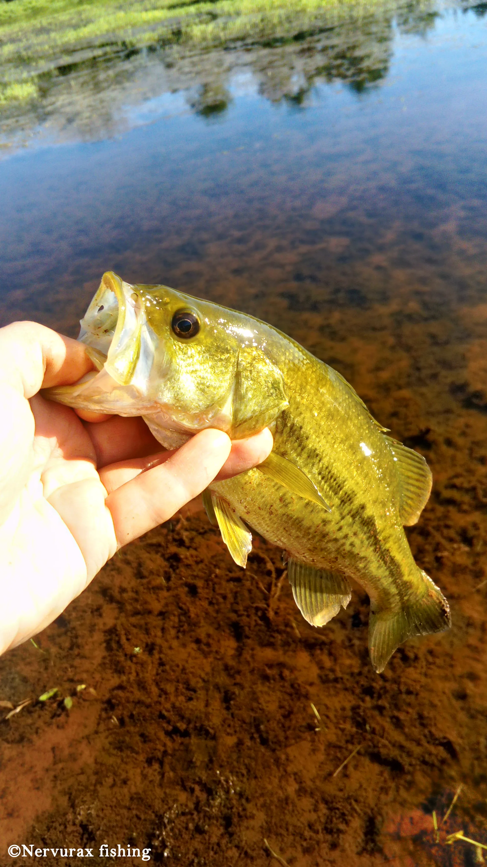 Etang Colbert à Le Cannet-des-Maures — Sur le lac