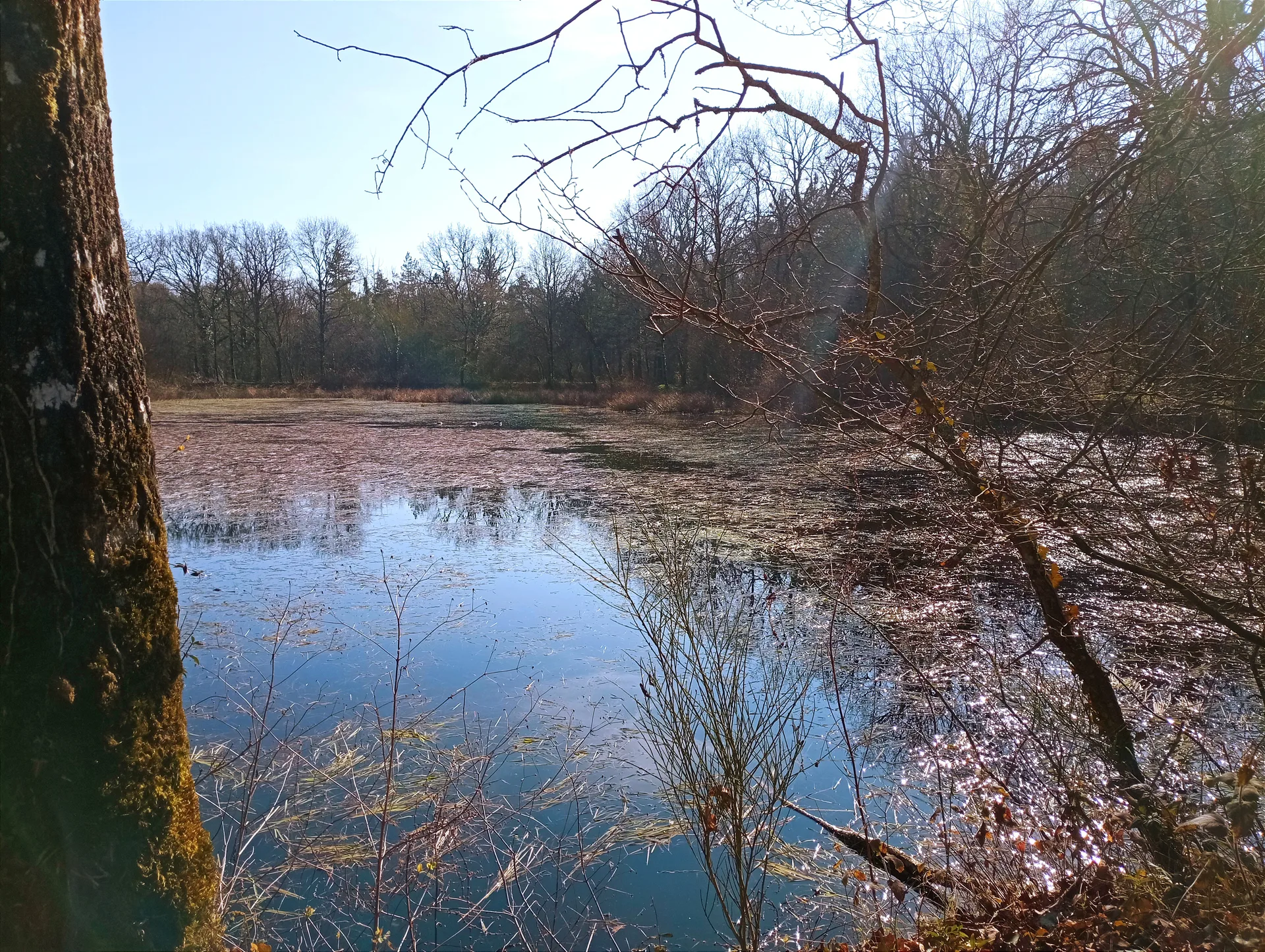 Etang Communal de La Mare Martin à La Copechagnière — À 3,3 km du lac