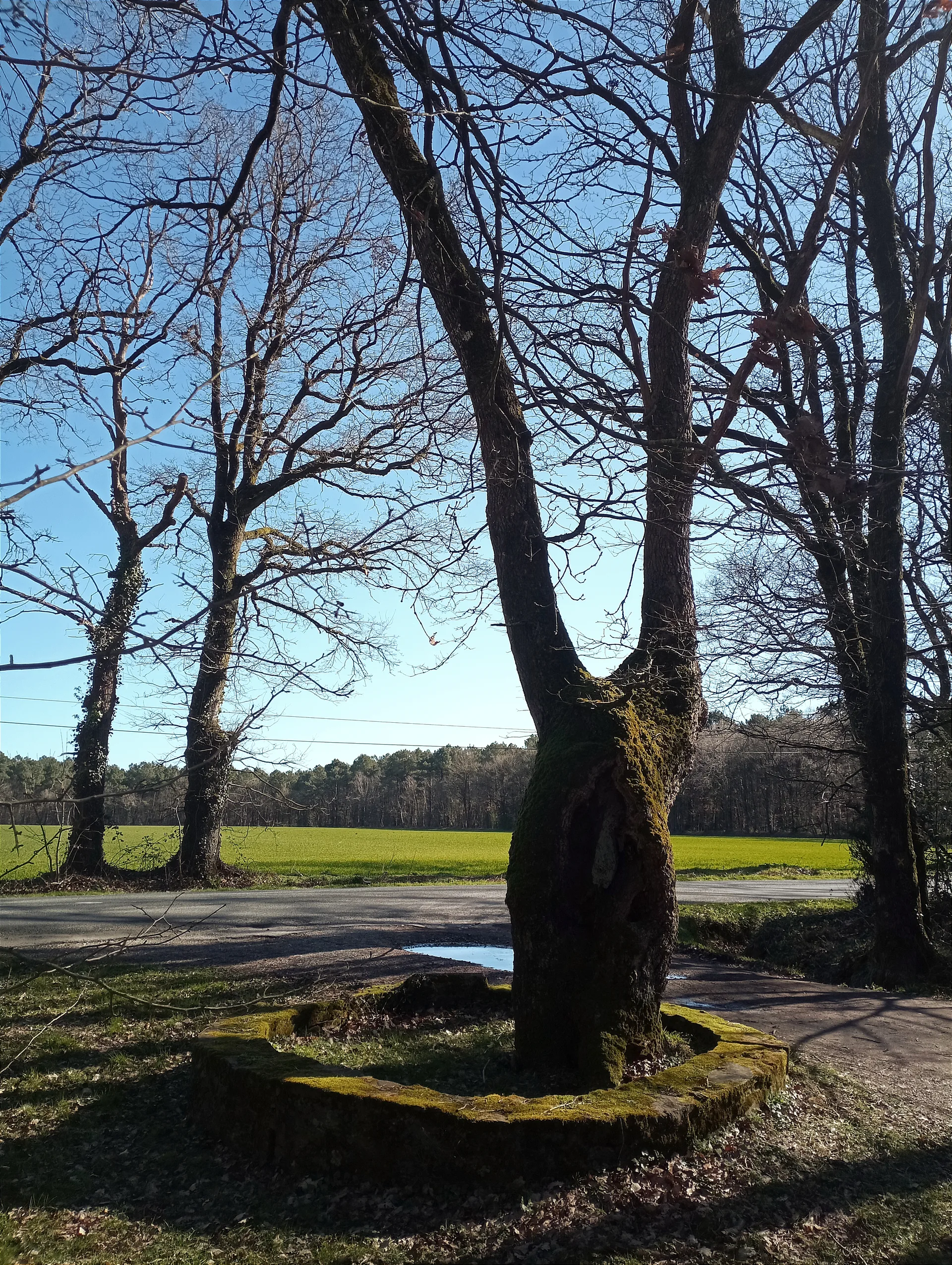 Etang Communal de La Mare Martin à La Copechagnière — À 3,8 km du lac