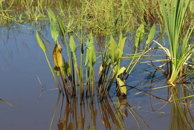 Etang communal de Melesse à Melesse — À 307 m du lac