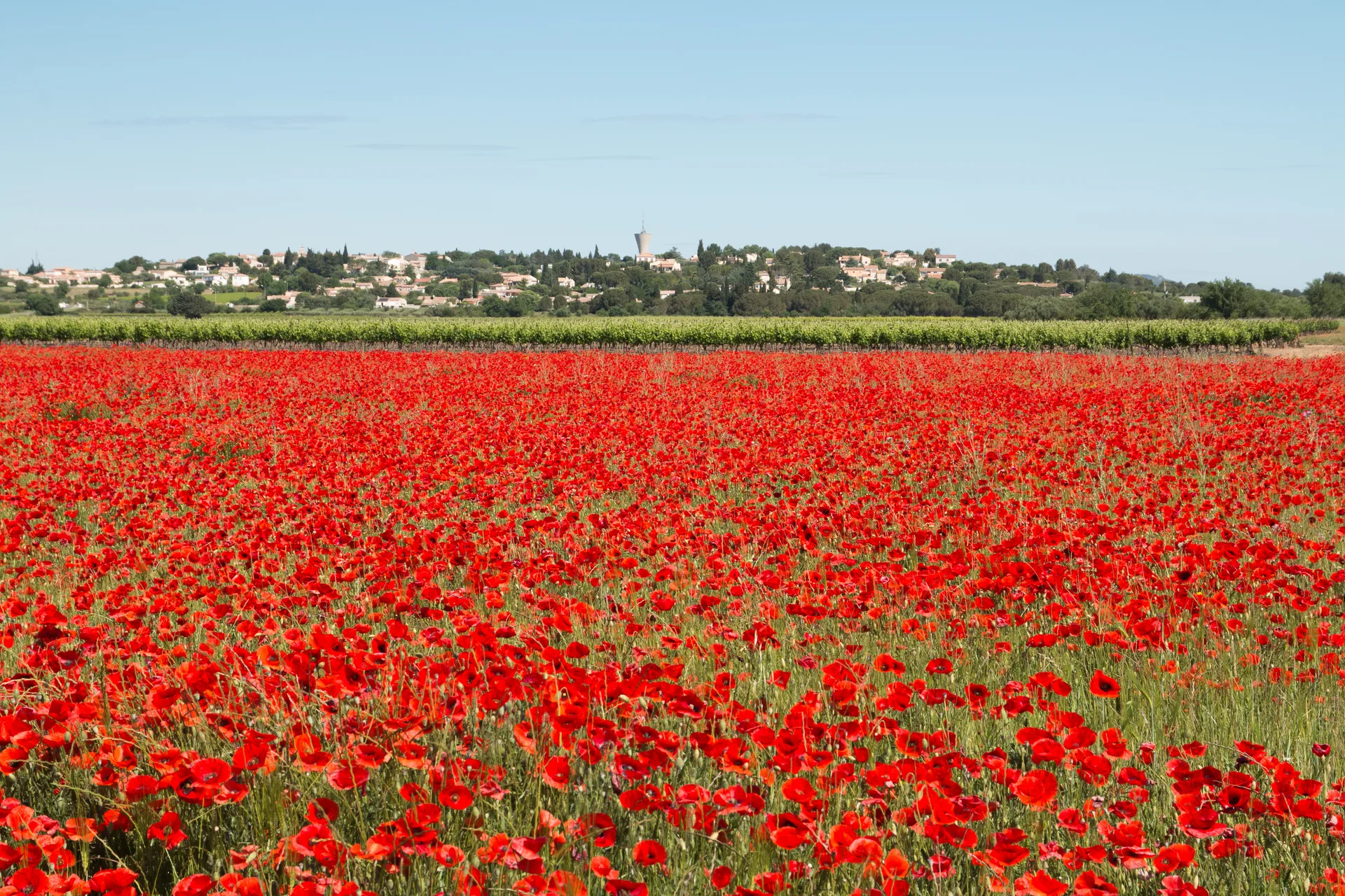 Etang d'Aimargues à Aigues-Vives — À 1,8 km du lac