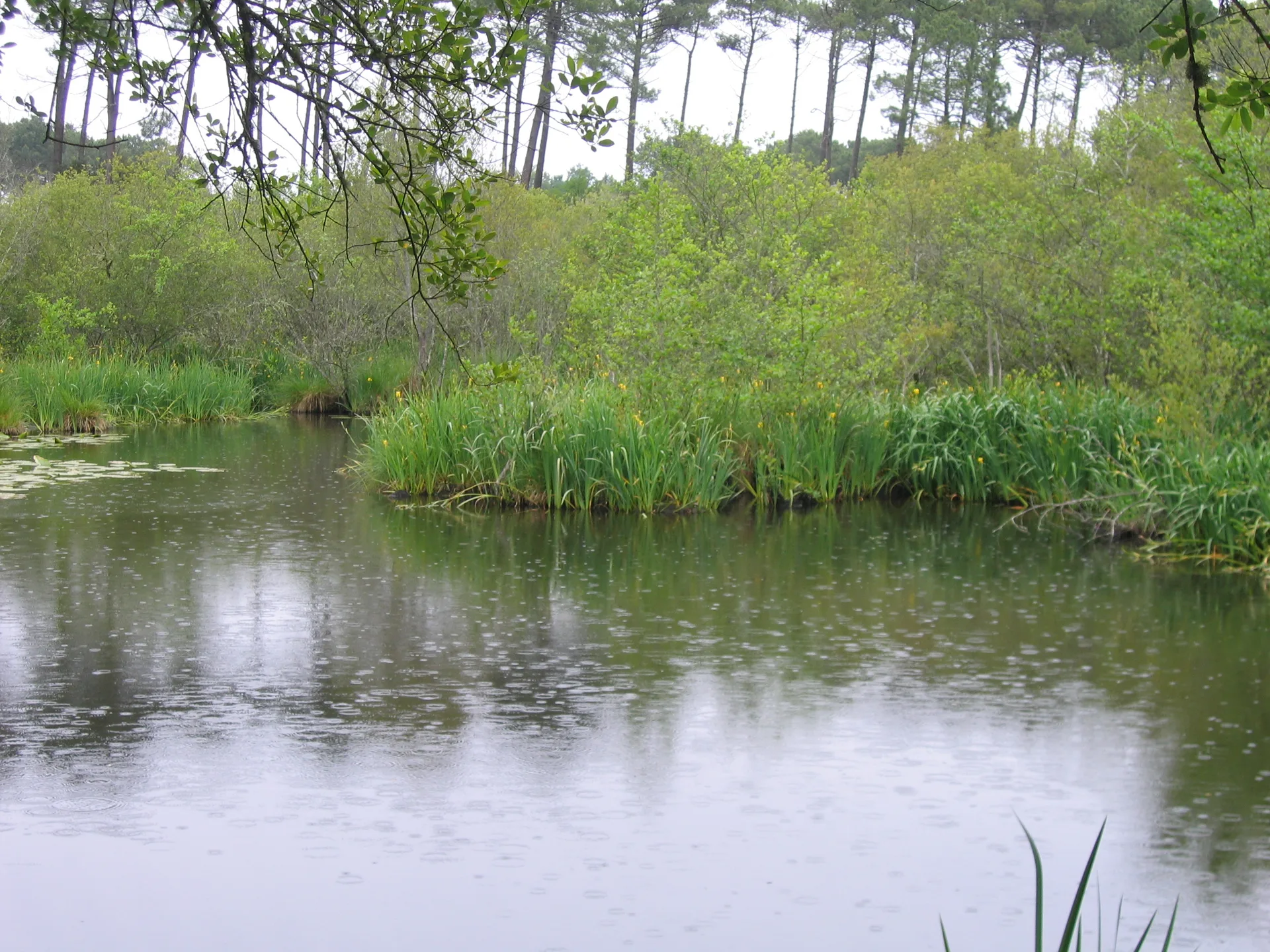 Etang d'Aureilhan à Aureilhan — À 1,8 km du lac
