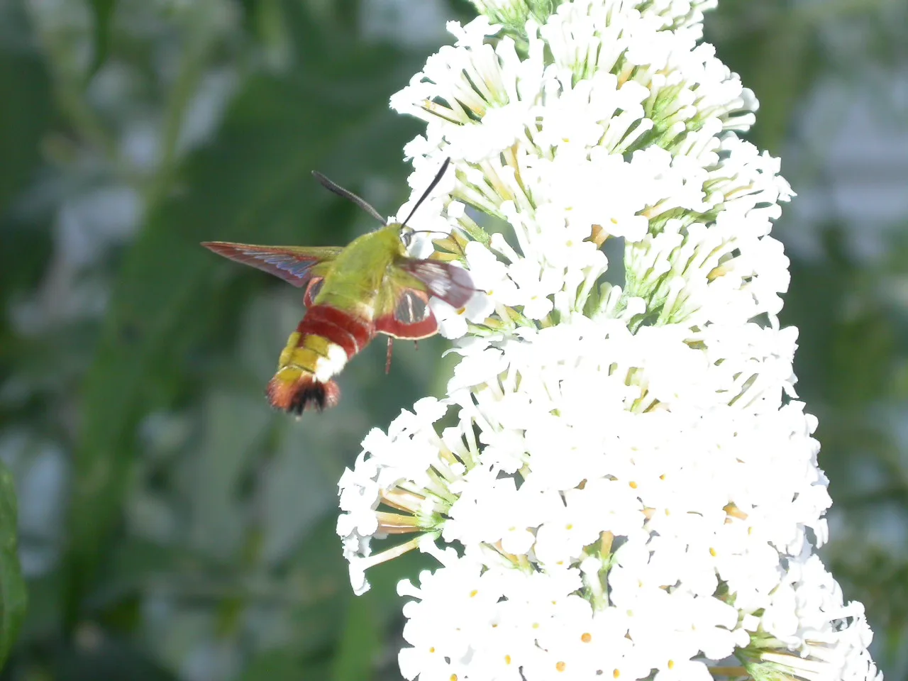 Étang de Biscarrosse et de Parentis à Biscarrosse — À 2,9 km du lac