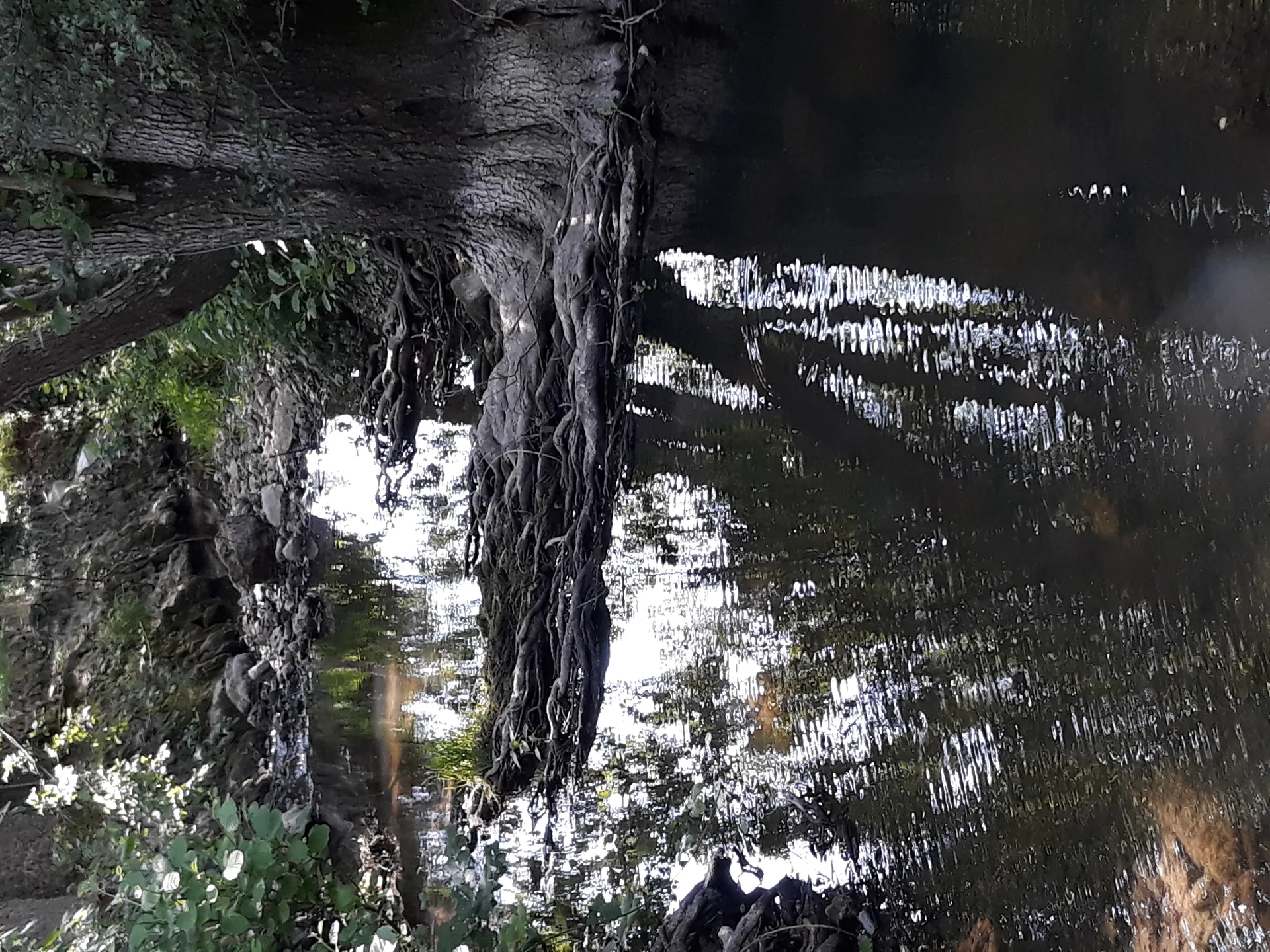 Etang de Boisvinet à Le Plessis-Dorin — À 3,2 km du lac