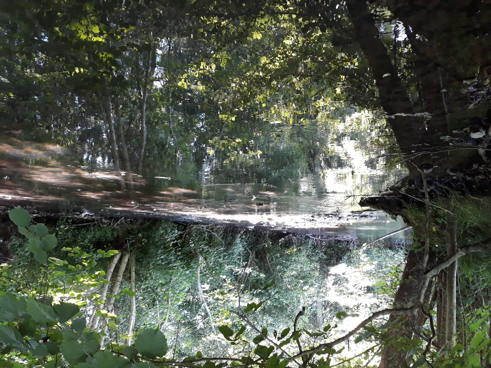 Etang de Boisvinet à Le Plessis-Dorin — À 3,5 km du lac