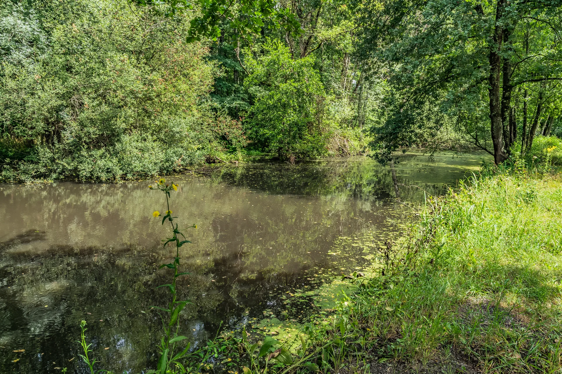 Etang de Bracieux à Bracieux — À 578 m du lac