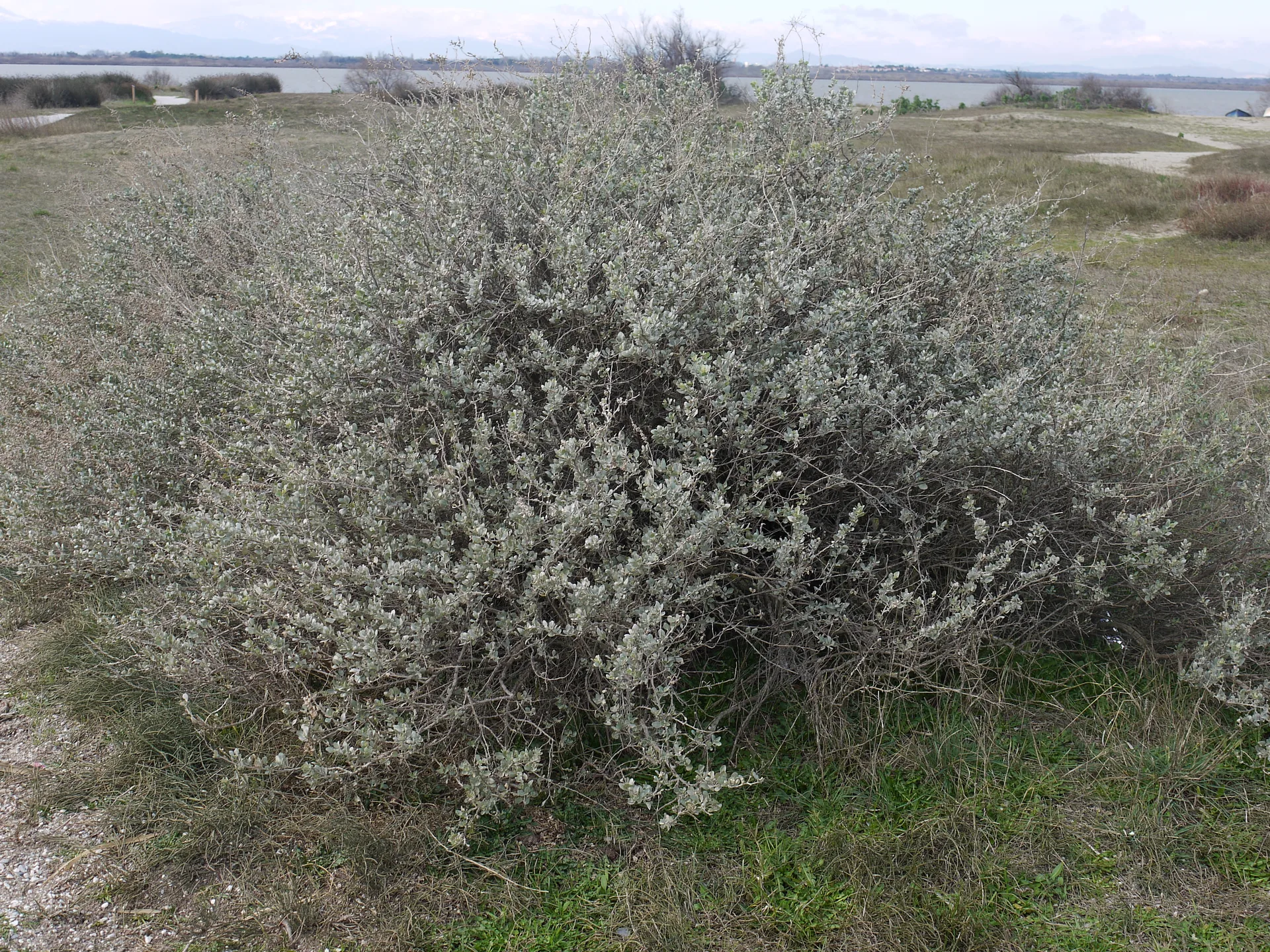 Étang de Canet à Canet-en-Roussillon — À 1,2 km du lac