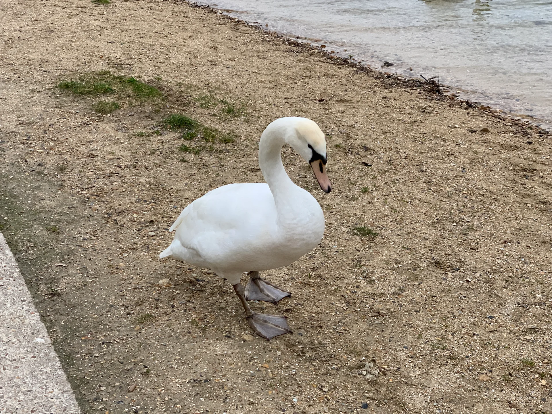 Etang de Cergy à Cergy — Sur le lac