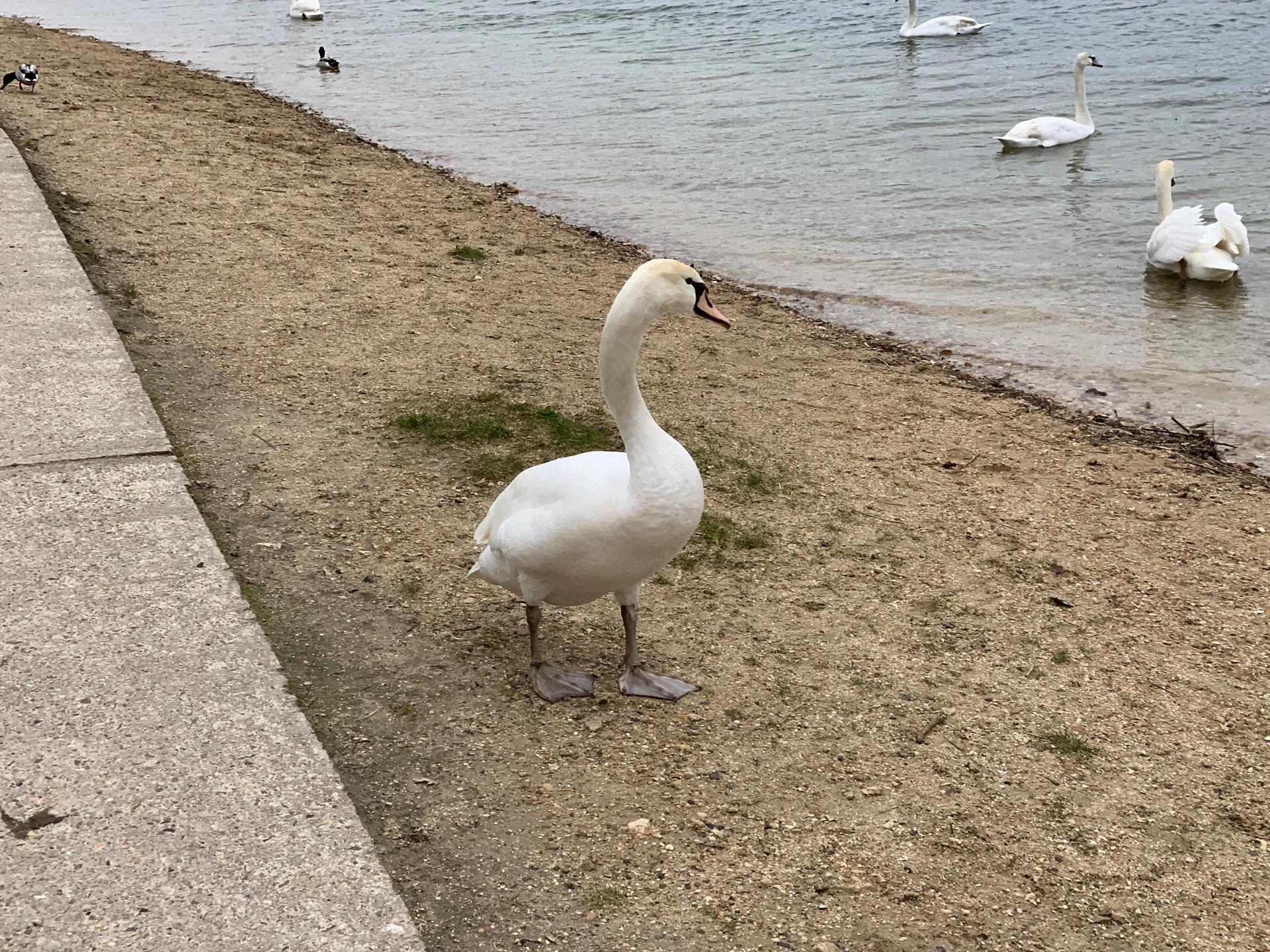 Etang de Cergy à Cergy — Sur le lac