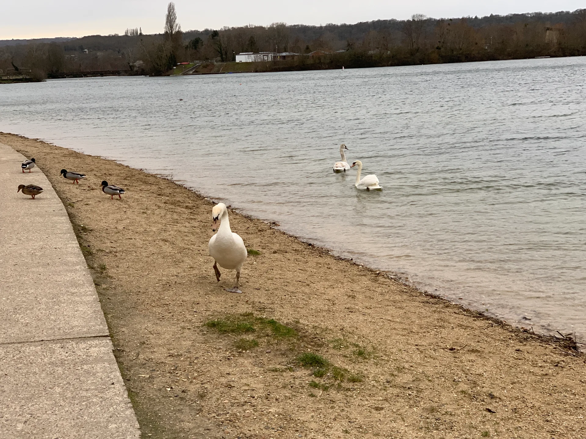 Etang de Cergy à Cergy — Sur le lac