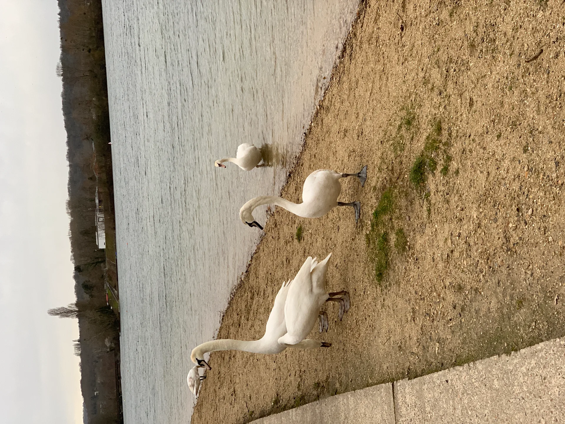 Etang de Cergy à Cergy — Sur le lac