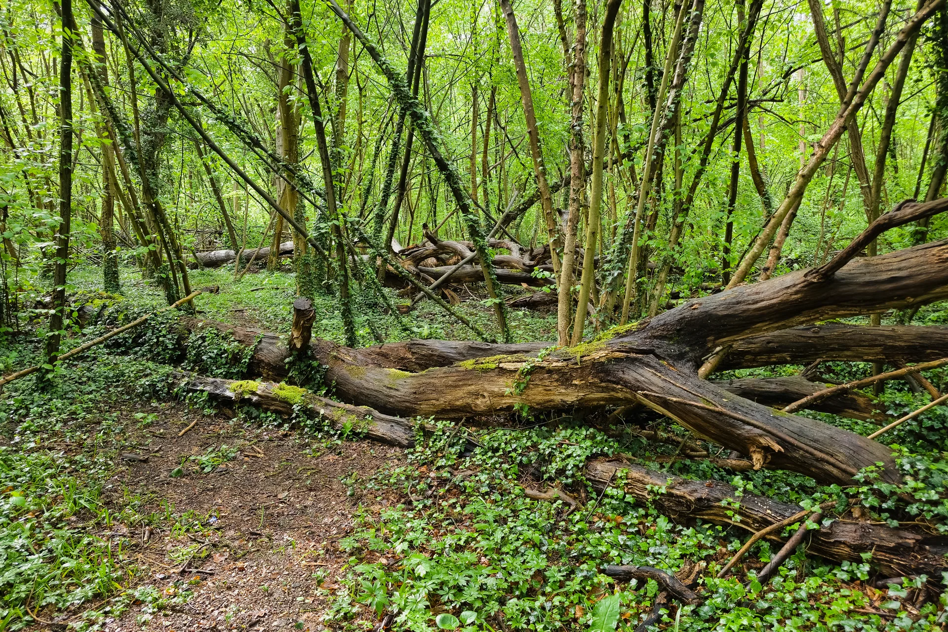 Etang de Gerig à Ostwald — À 964 m du lac