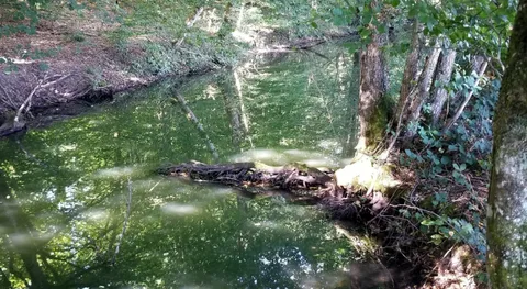 Etang de Gondrexange