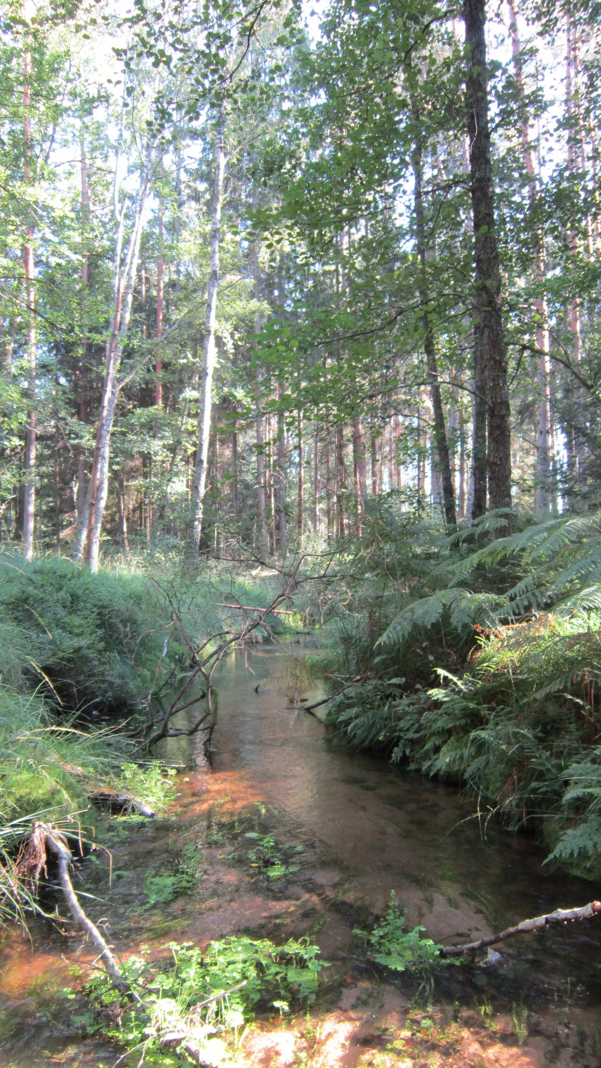 Étang de Hanau à Philippsbourg — À 3,1 km du lac