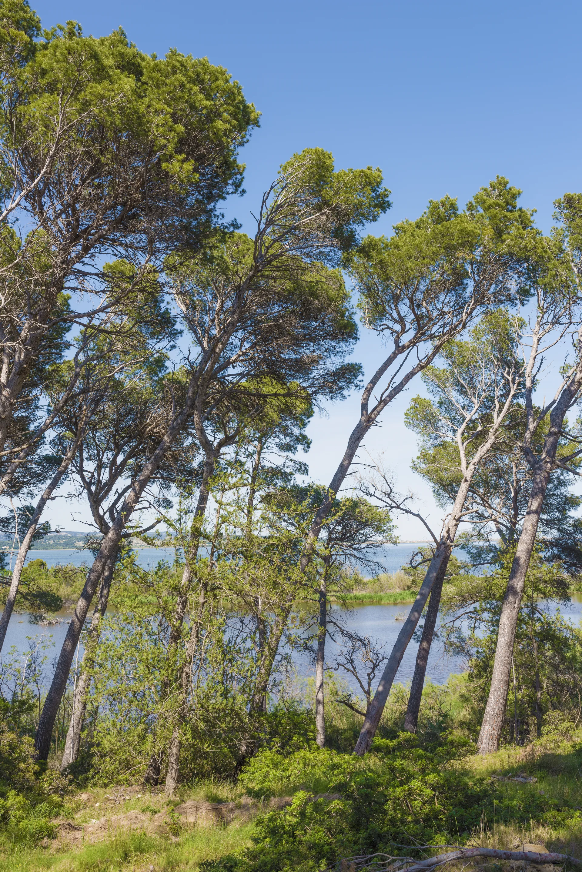 Étang de l'Ayrolle — À 4,5 km du lac