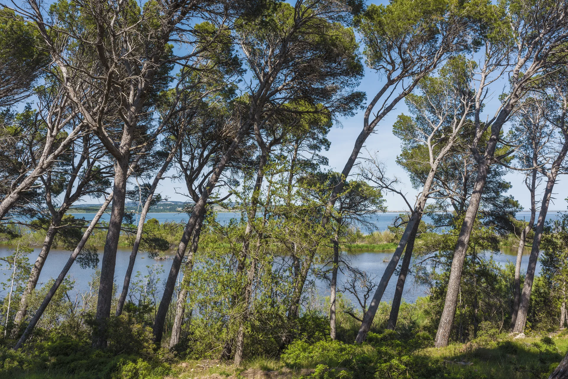 Étang de l'Ayrolle — À 4,5 km du lac