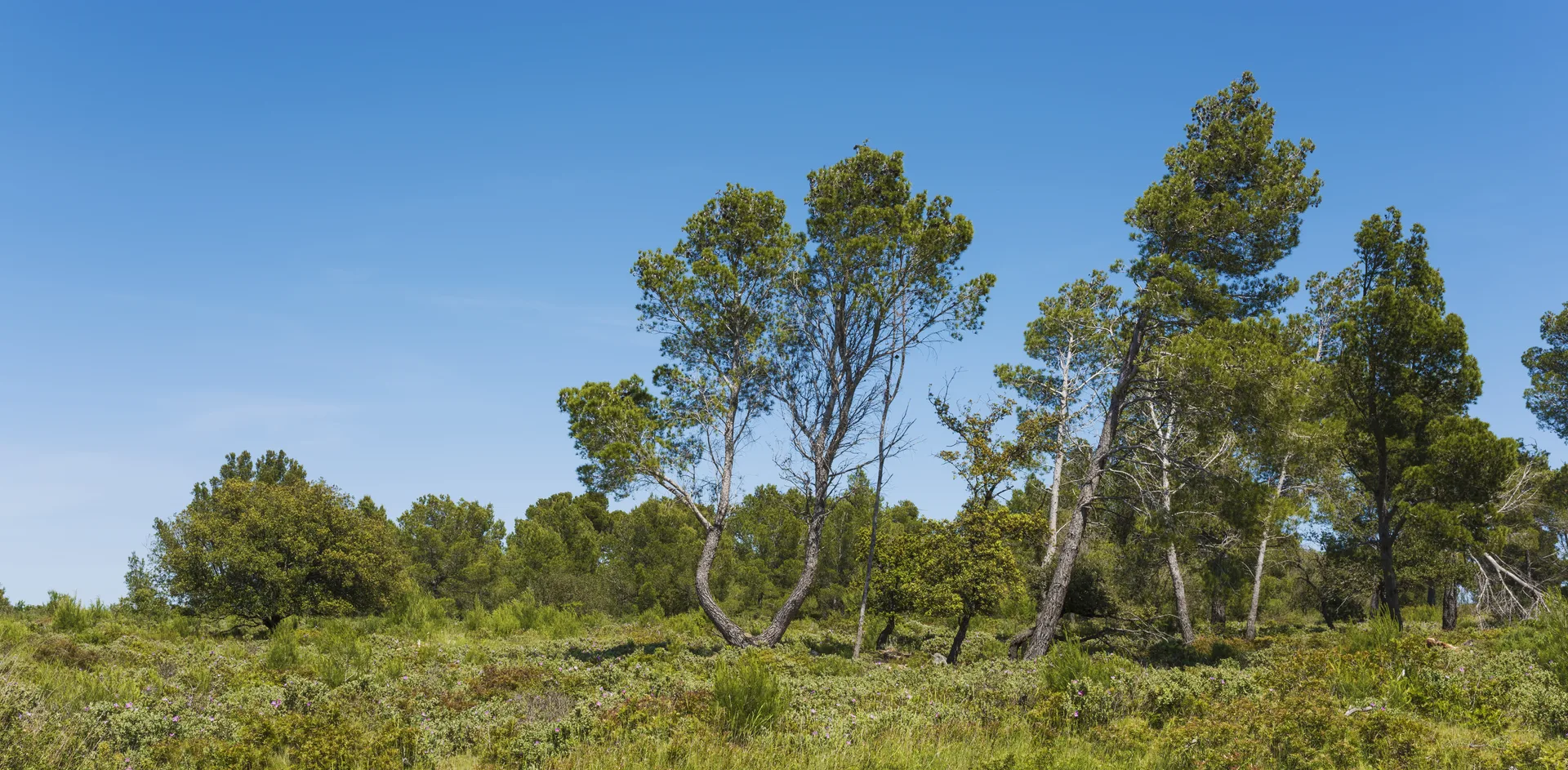Étang de l'Ayrolle — À 4,7 km du lac
