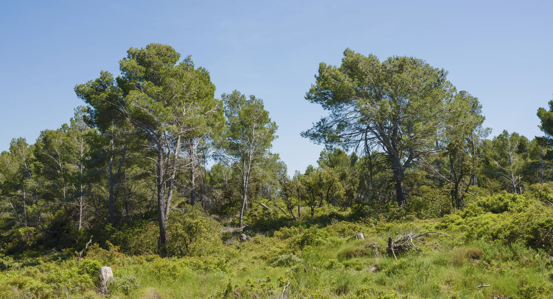 Étang de l'Ayrolle — À 4,8 km du lac