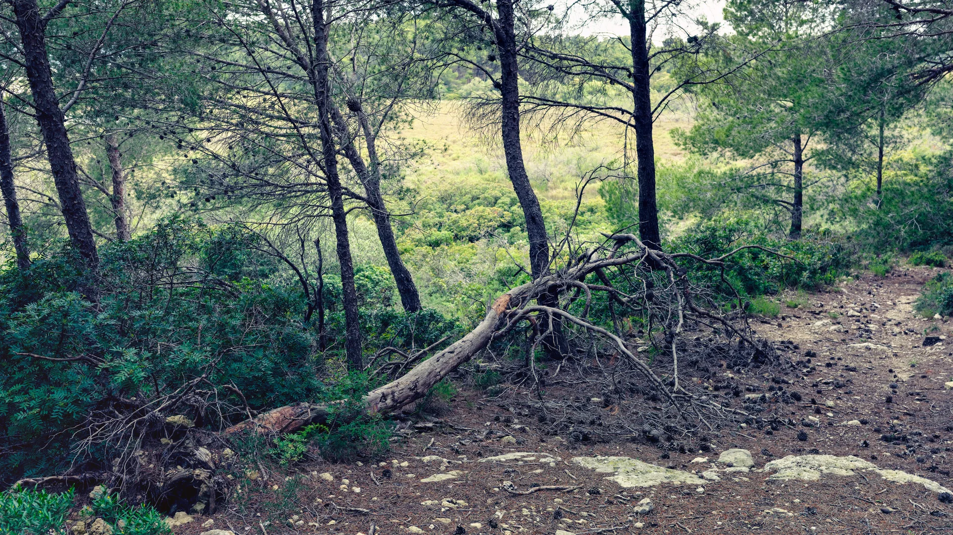Étang de l'Ayrolle — À 4,8 km du lac
