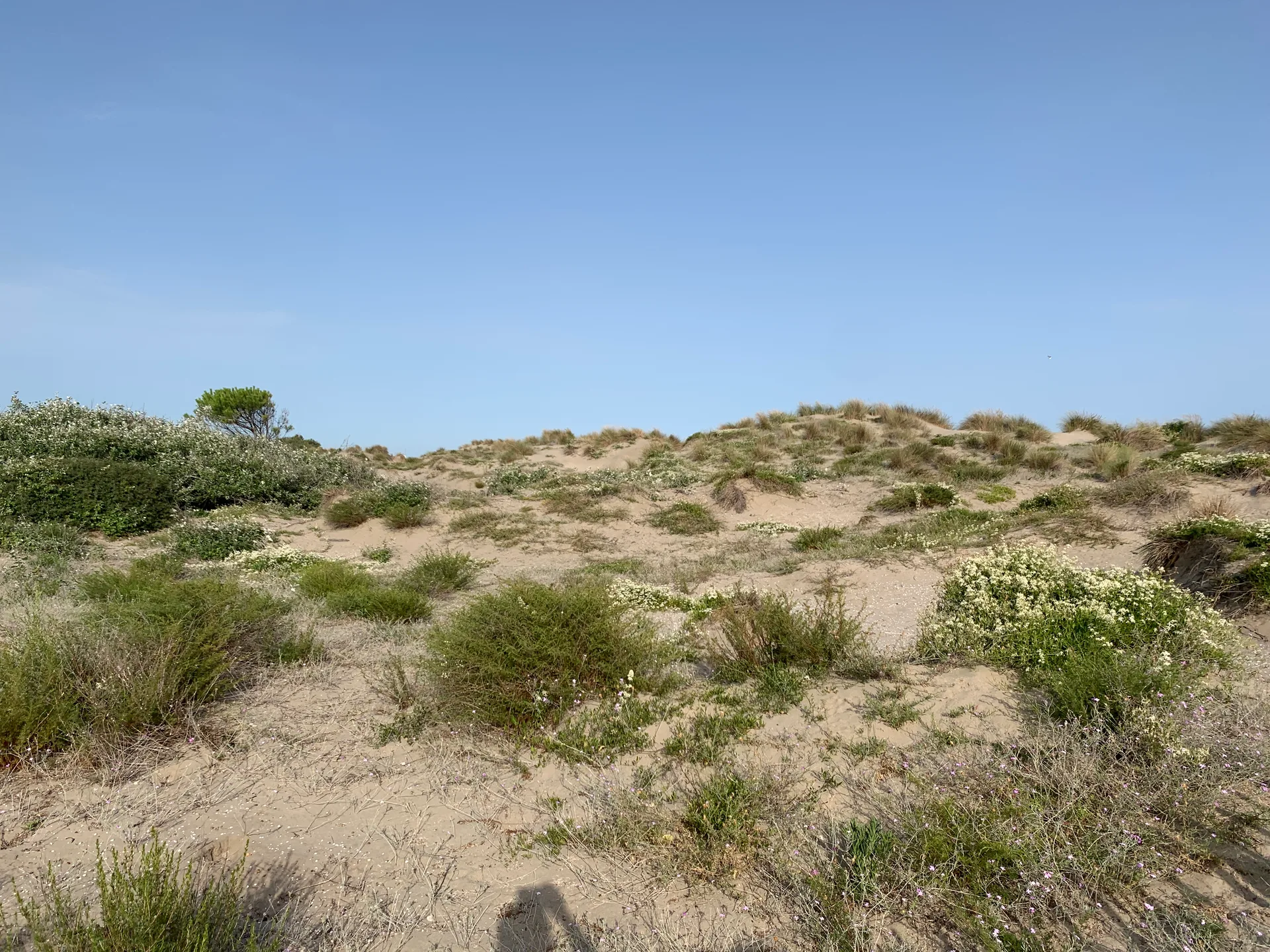 Étang de l'Or à Mauguio — À 3,1 km du lac