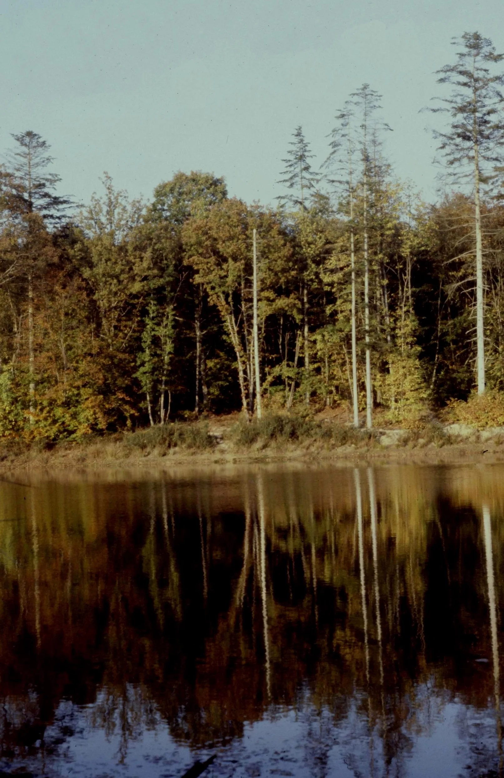 Etang de la Boutinais à La Chapelle-Bouëxic — À 2,5 km du lac