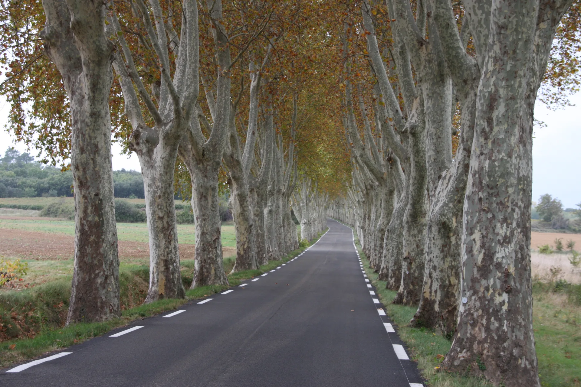 Étang de La Capelle à La Capelle-et-Masmolène — À 4,6 km du lac