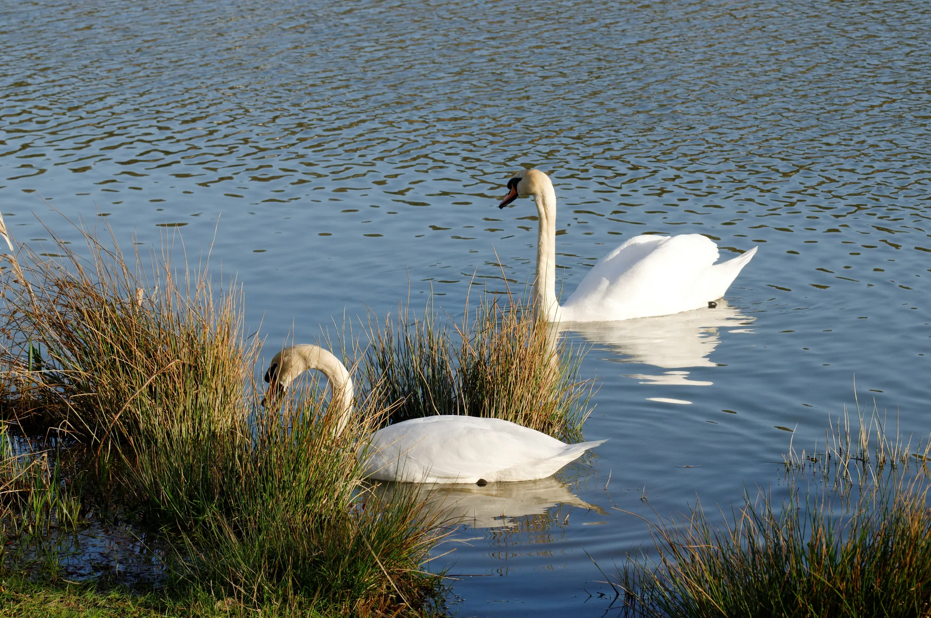 Etang de la Forge à Belfort — Sur le lac