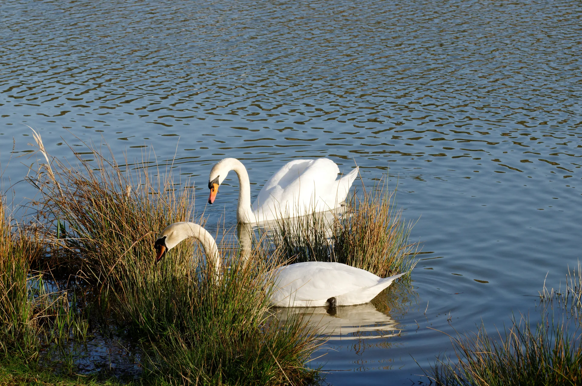 Etang de la Forge à Belfort — Sur le lac