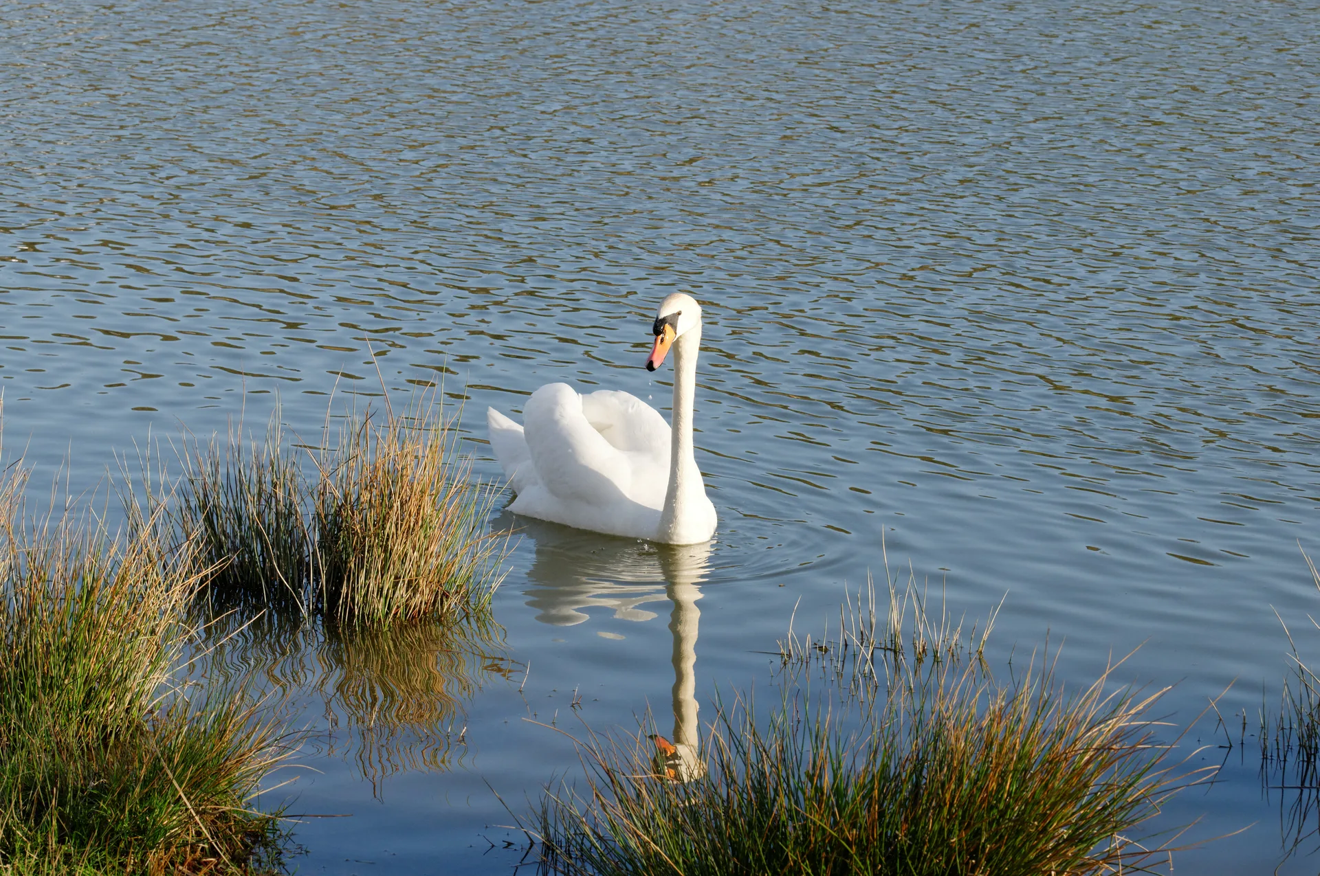Etang de la Forge à Belfort — Sur le lac