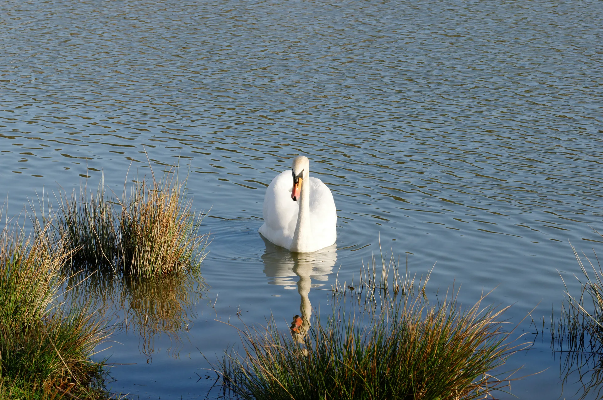 Etang de la Forge à Belfort — Sur le lac