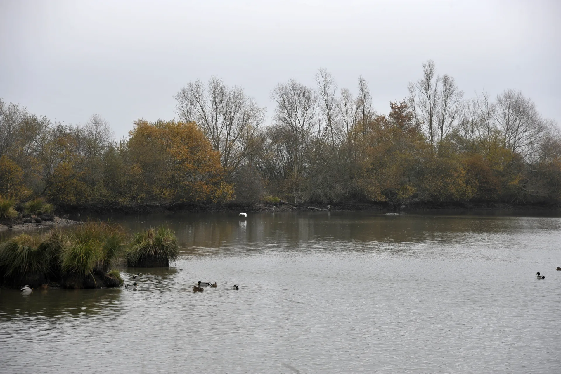 Etang de la Gabriere à Lingé — À 3,8 km du lac