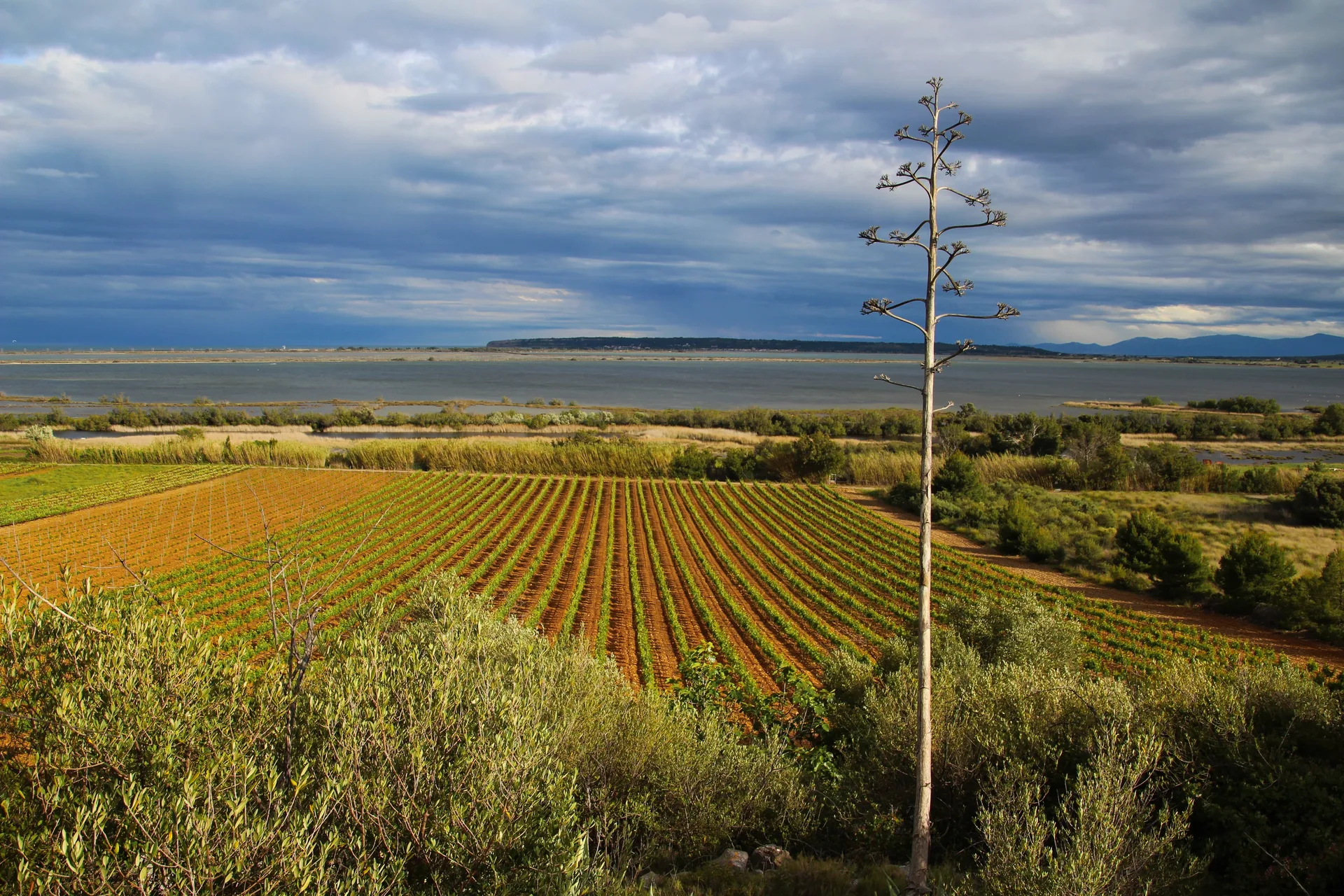 Étang de La Palme à La Palme — À 1,7 km du lac