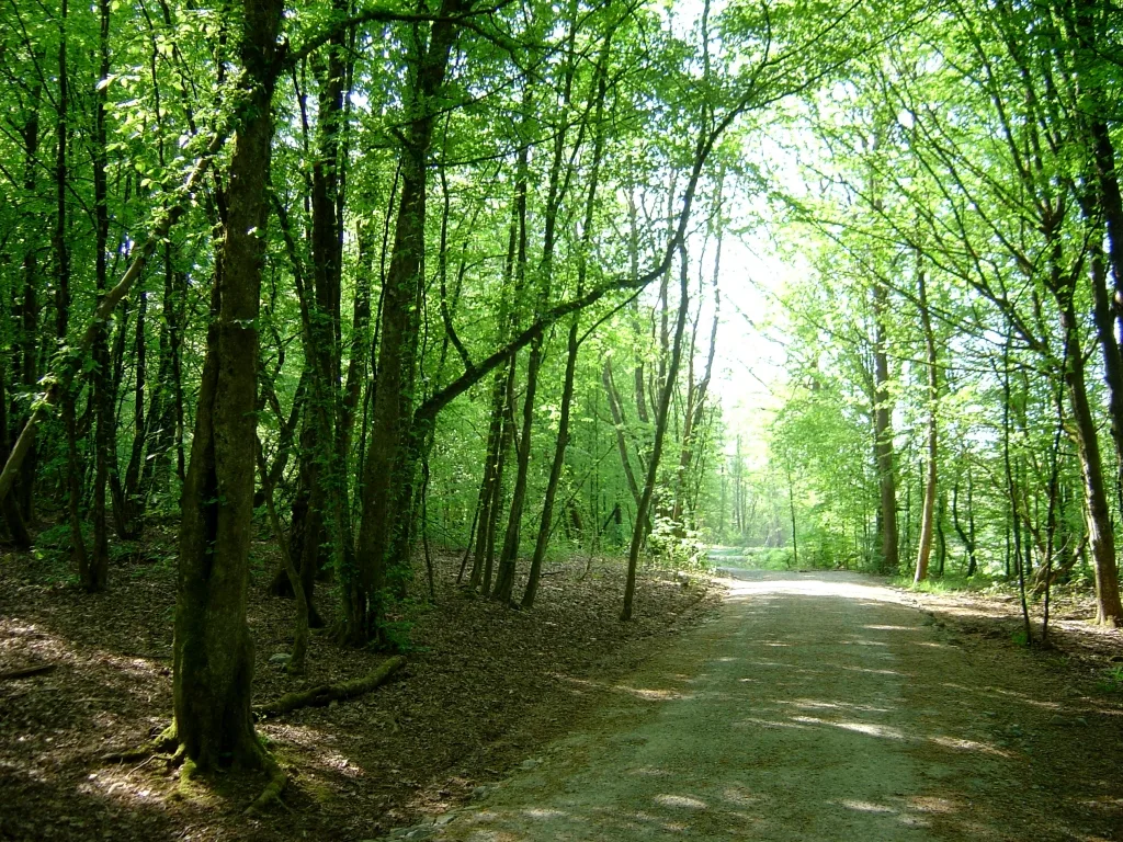Etang de la Veronne à Sermamagny — À 482 m du lac