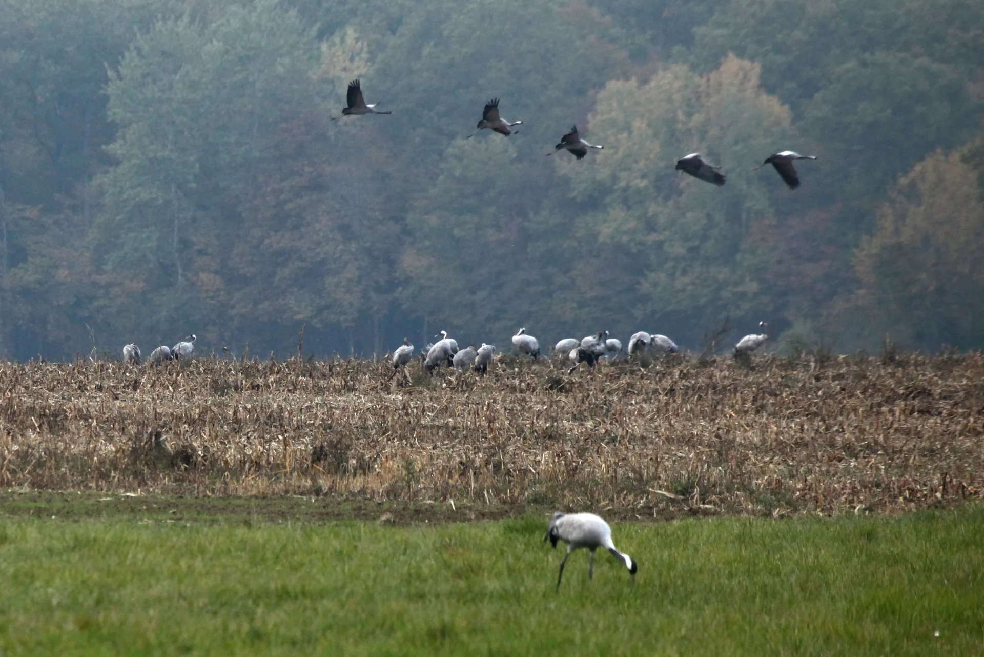 Etang de Lahorre à Lentilles — À 1,1 km du lac