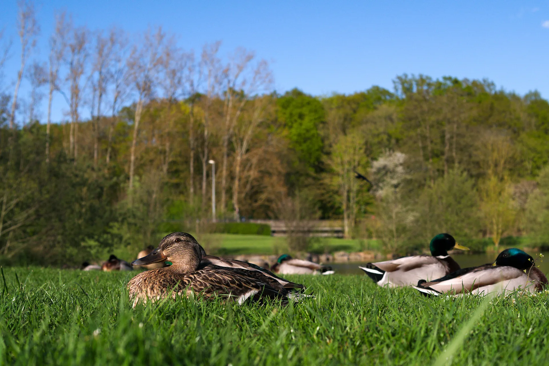 Etang de Luisant à Luisant — À 708 m du lac