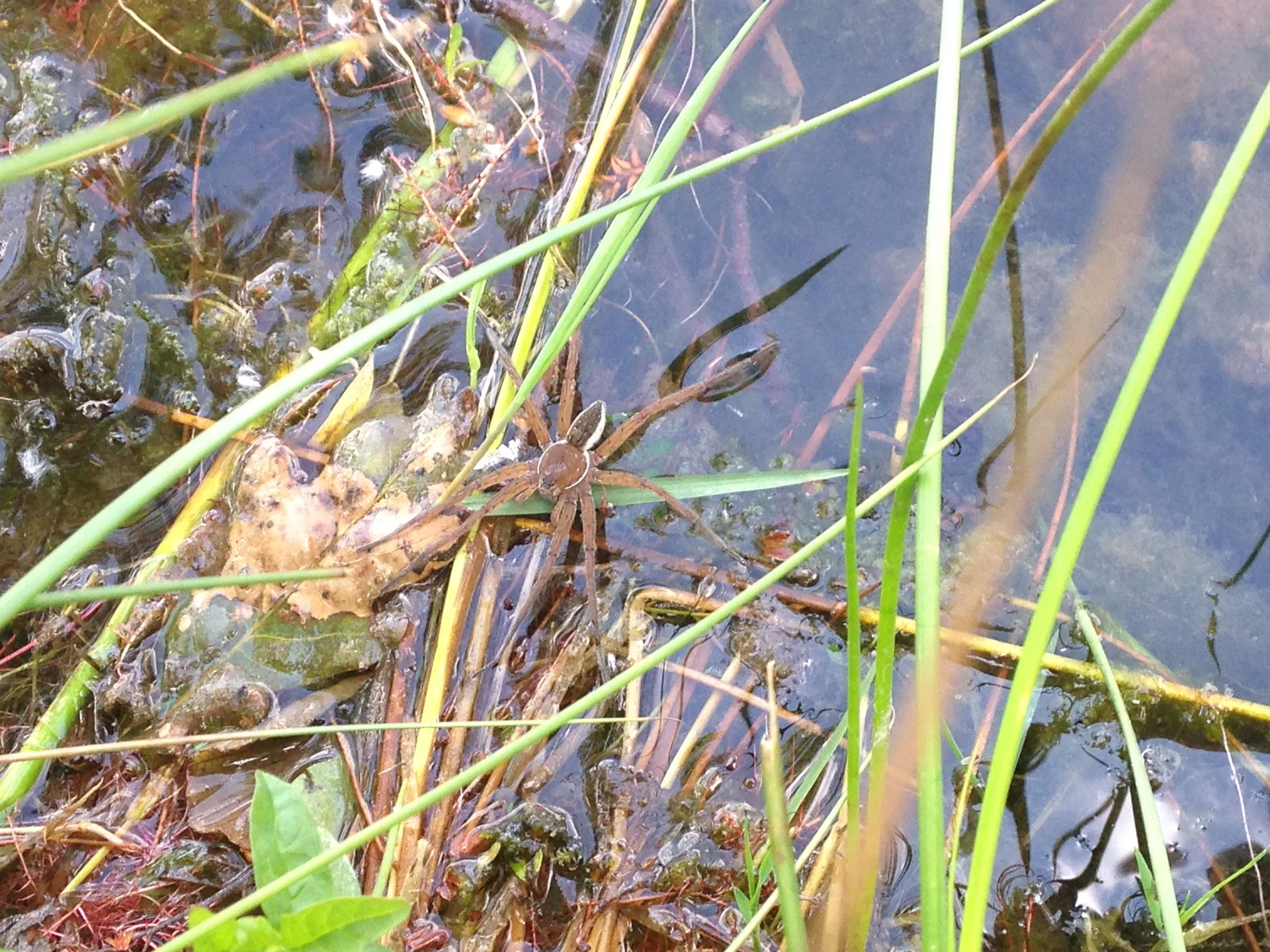 Etang de Lure à Lure — Sur le lac