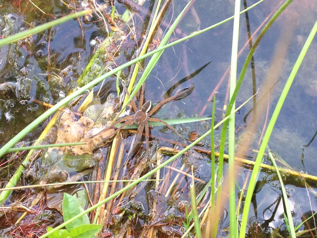 Etang de Lure, Lure
