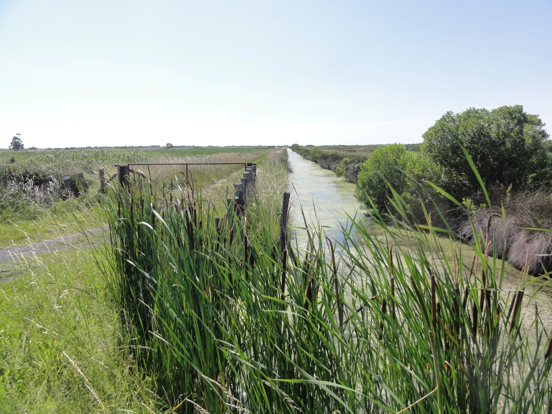 Etang de Montalipant à Braud-et-Saint-Louis — À 1,0 km du lac