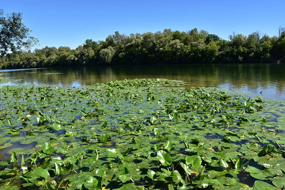 Etang de Navilly à Navilly — À 517 m du lac