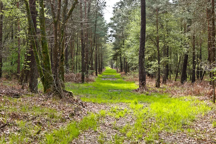 Etang de Paimpont à Paimpont — À 2,2 km du lac