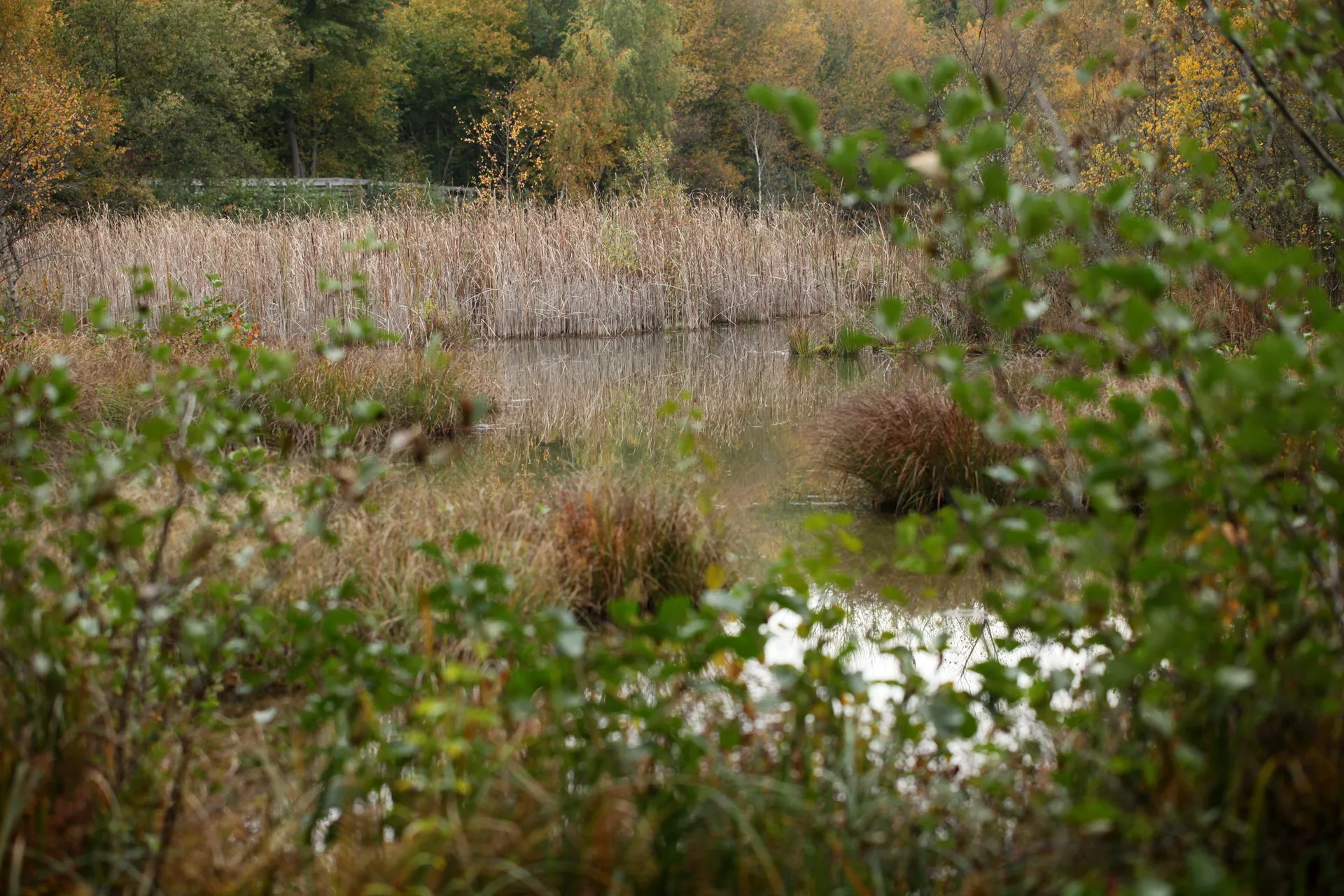 Etang de Saint Ladre à Boves — À 209 m du lac
