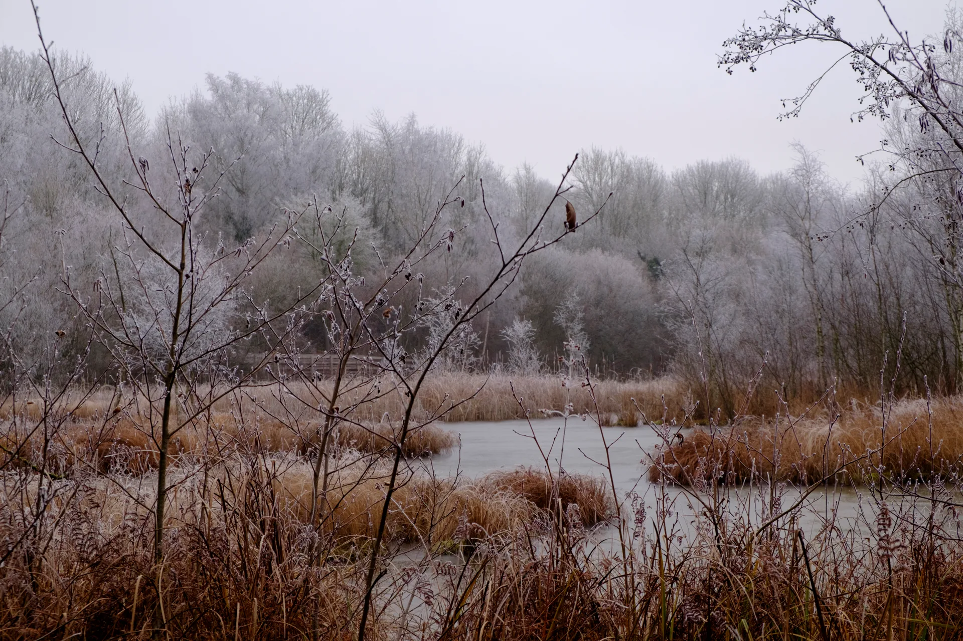 Etang de Saint Ladre à Boves — Sur le lac