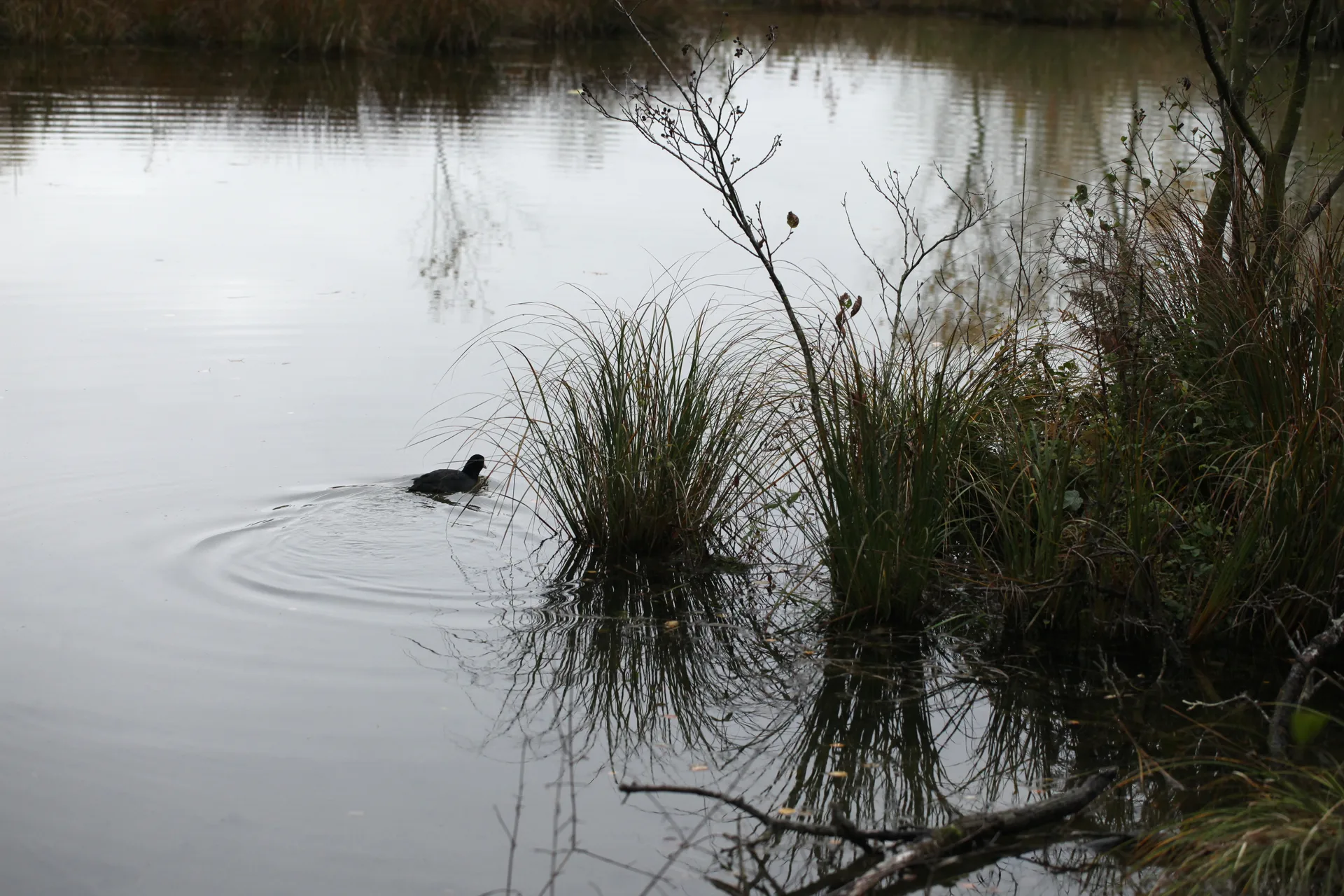 Etang de Saint Ladre à Boves — Sur le lac