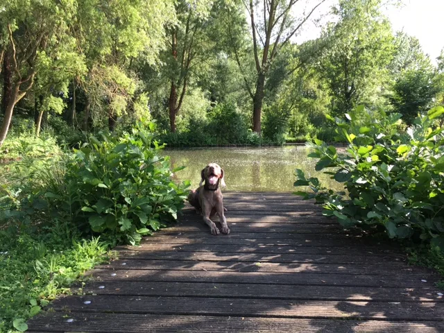 Etang  de Saint Pierre à Amiens — Sur le lac