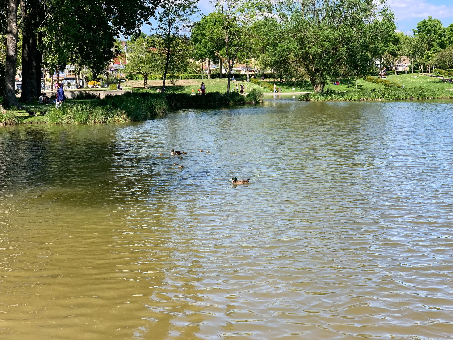 Etang  de Saint Pierre à Amiens — Sur le lac