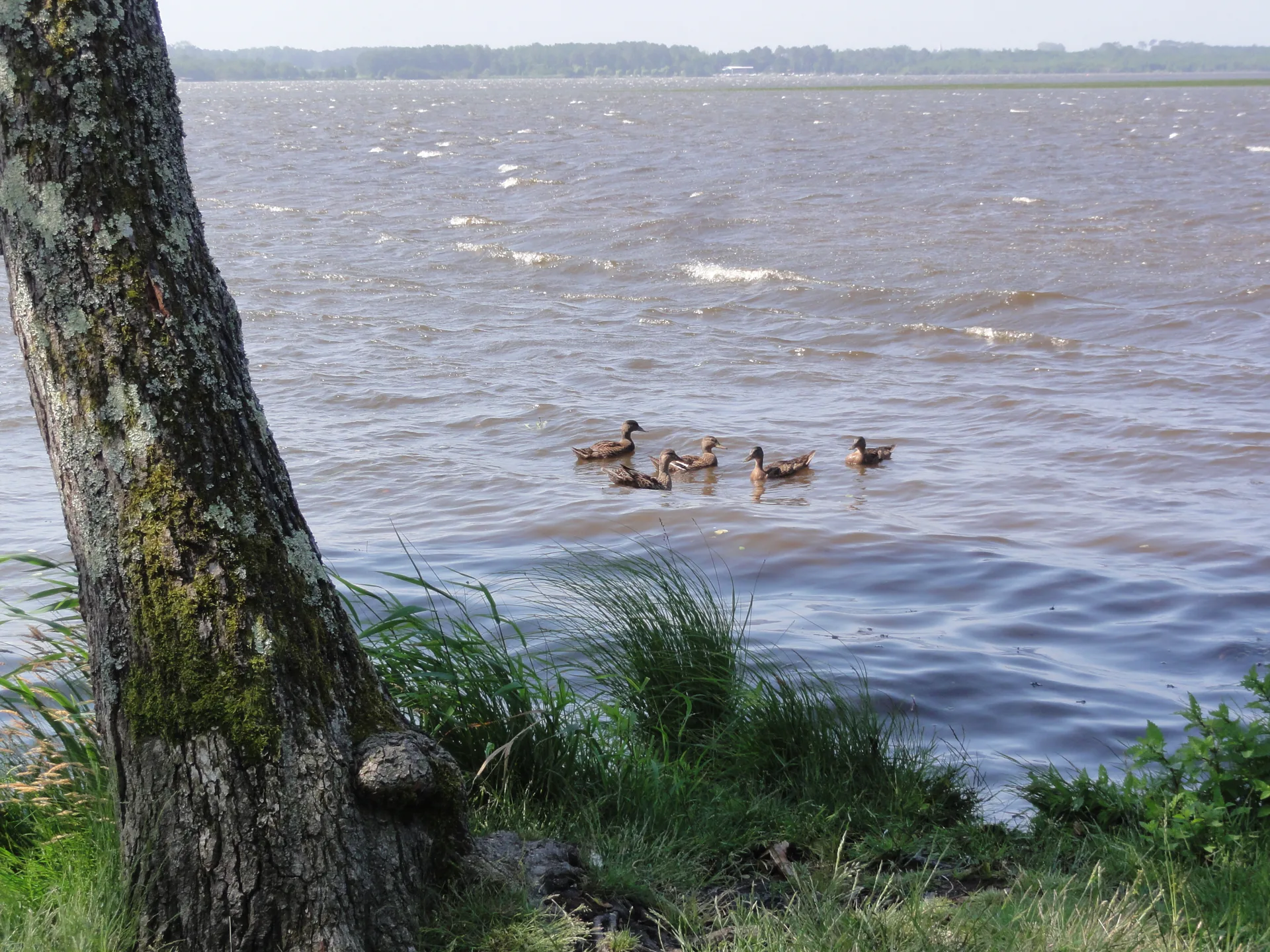 Etang de Soustons à Soustons — À 4,3 km du lac