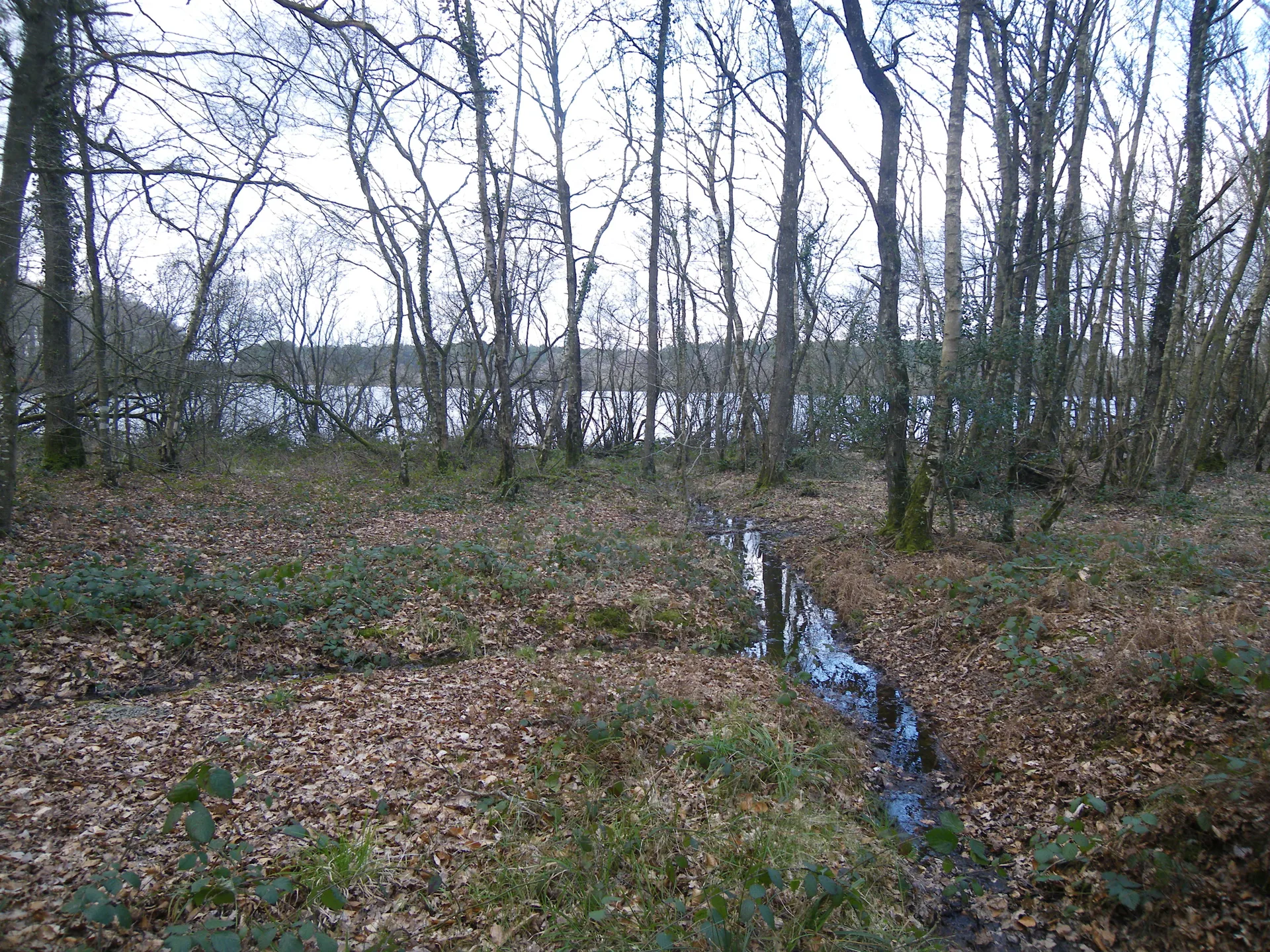 Etang de Tremelin à Iffendic — À 1,1 km du lac