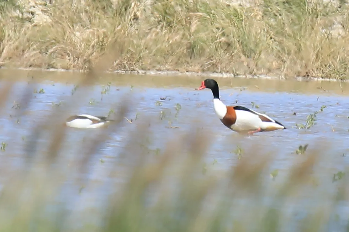 Étang de Vaccarès à Saintes-Maries-de-la-Mer — À 3,8 km du lac