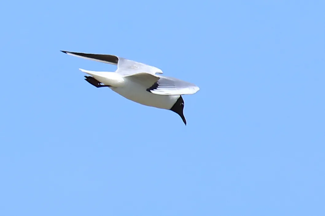 Étang de Vaccarès à Saintes-Maries-de-la-Mer — À 3,8 km du lac
